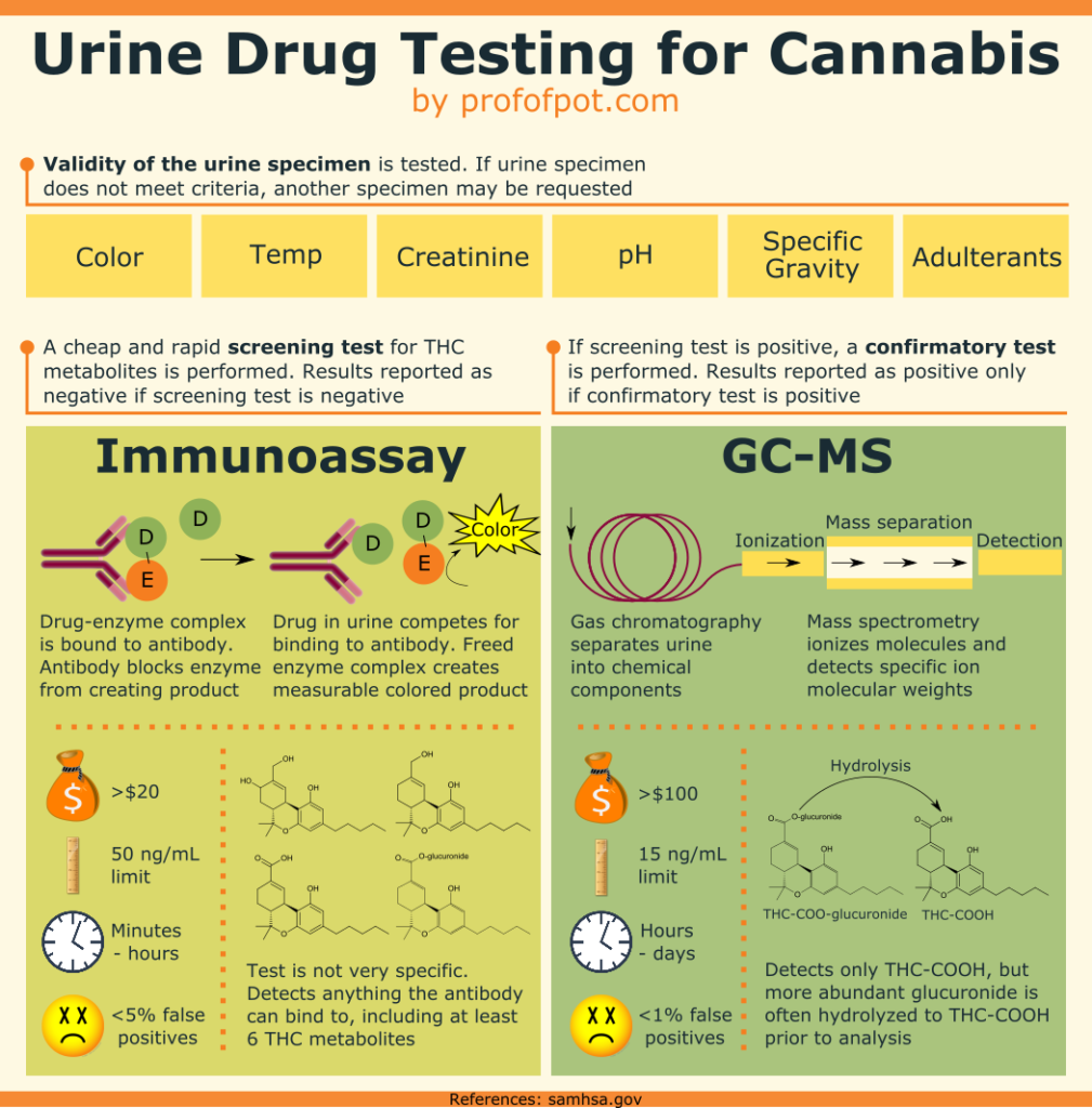 Infographic-urine-drug-testing-marijuana