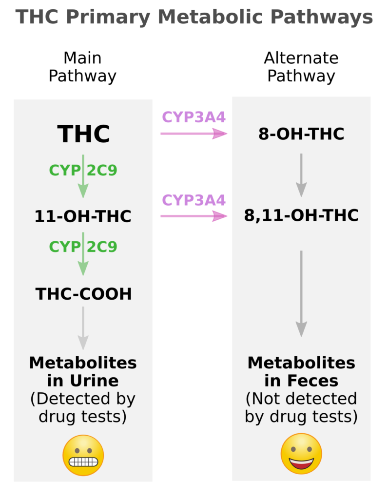 THC detox metabolic pathways