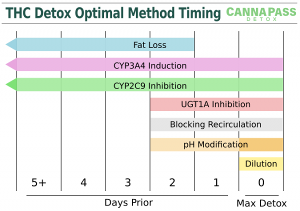 CannaPass THC detox optimal method timing
