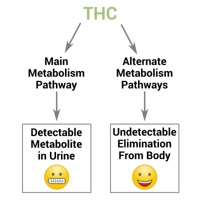 CannaPass THC metabolism pathways
