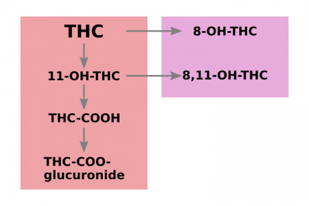 THC metabolism detox - alternate metabolic pathways
