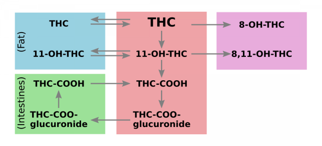 THC metabolism detox - enterohepatic recirculation