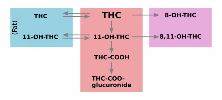 THC metabolism detox - fat distribution