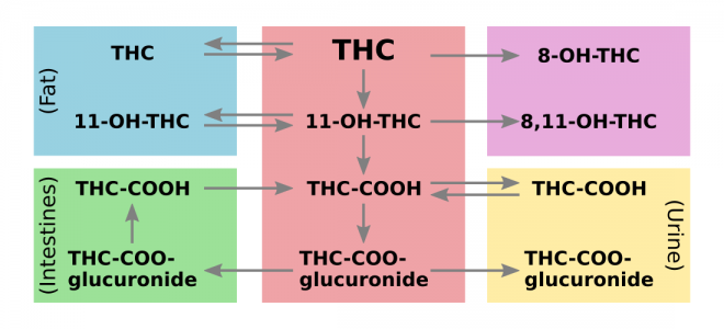 THC metabolism detox - urinary elimination